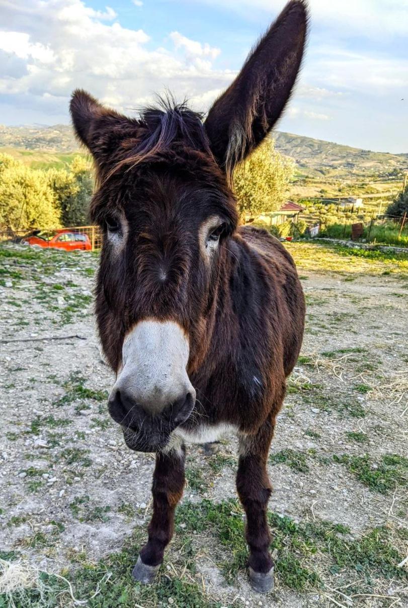 Отель Roba Albanisi Aragona Экстерьер фото